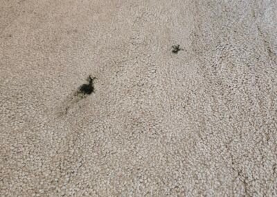 Floor Cleaning Cleethorpes
