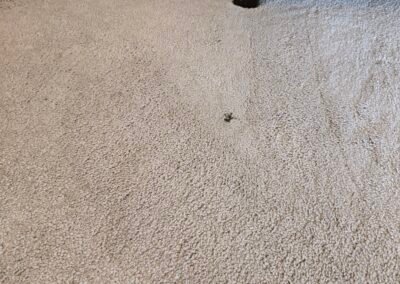 Floor Cleaning Cleethorpes