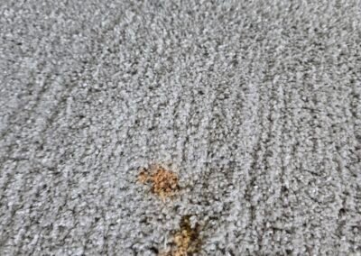 Carpet Cleaning Holten le clay
